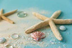 A serene beach-themed still life featuring starfish, seashells, and soft sand.